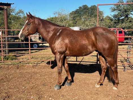 HorseID: 2310807 CB King Dynamo - PhotoID: 1095501