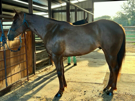 HorseID: 2310807 CB King Dynamo - PhotoID: 1095502