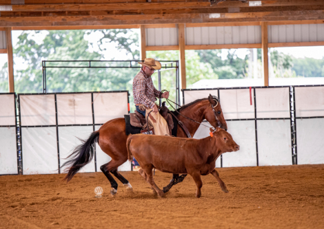 HorseID: 2310808 Booms Gotta Gun - PhotoID: 1095504