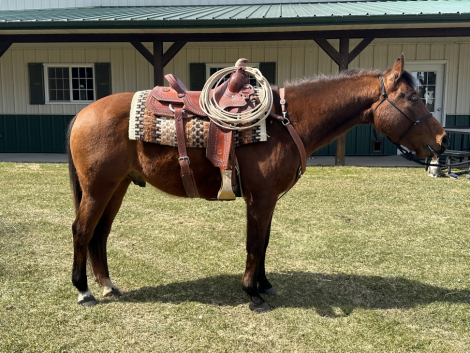 HorseID: 2310808 Booms Gotta Gun - PhotoID: 1095505