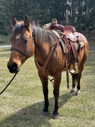 HorseID: 2310808 Booms Gotta Gun - PhotoID: 1095506