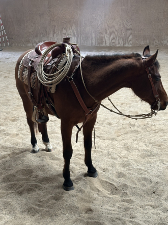 HorseID: 2310808 Booms Gotta Gun - PhotoID: 1095507