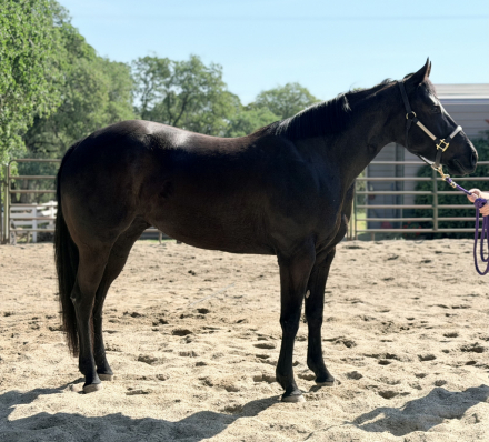 HorseID: 2310810 Lukes Like Shadow - PhotoID: 1095549