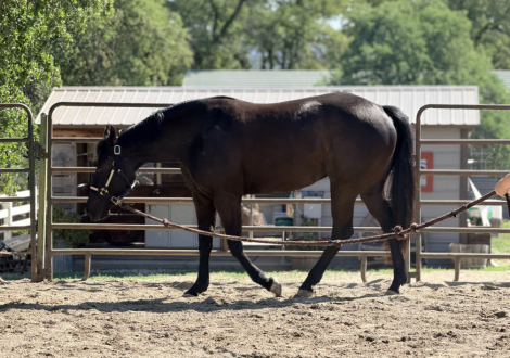 HorseID: 2310810 Lukes Like Shadow - PhotoID: 1095550