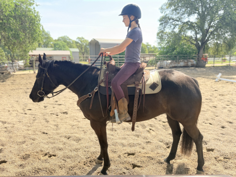 HorseID: 2310810 Lukes Like Shadow - PhotoID: 1095551