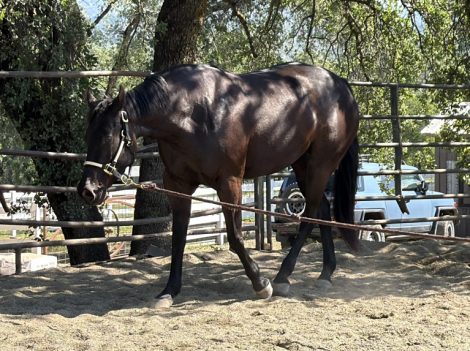 HorseID: 2310810 Lukes Like Shadow - PhotoID: 1095552