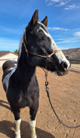 HorseID: 2310812 Pippa - PhotoID: 1095514