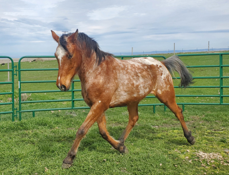 HorseID: 2310813 Rogue - PhotoID: 1095518