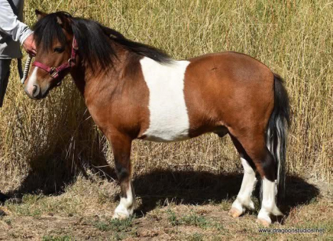HorseID: 2310814 Berkley, Mini A, bay pinto - PhotoID: 1095516