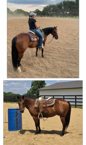 HorseID: 2310815 Pistol Pete - PhotoID: 1095546