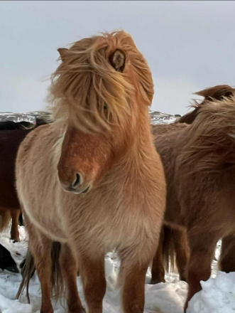 HorseID: 2310820 Salka frá Herríðarhóli - PhotoID: 1095520