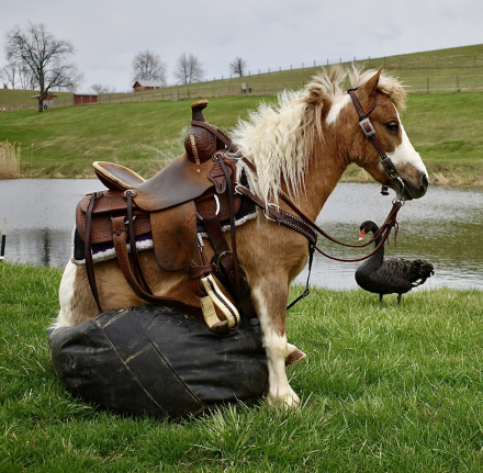 HorseID: 2310822 Comet - PhotoID: 1095525