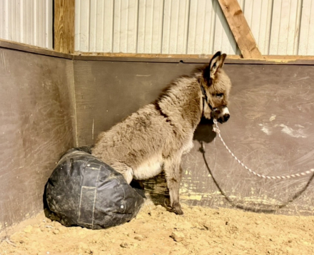 HorseID: 2310823 Holly - PhotoID: 1095526