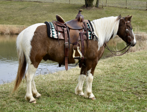 HorseID: 2310824 Donatello - PhotoID: 1095527