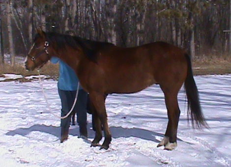 HorseID: 2310825 RA Bud Lite Please - PhotoID: 1095528