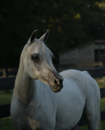 HorseID: 2310828 Kira Rose RCA - PhotoID: 1095533