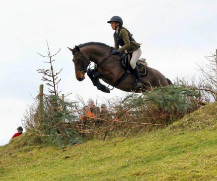 HorseID: 2310836 CLUAINTE PORTIA - PhotoID: 1095540