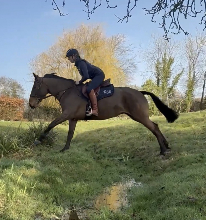 HorseID: 2310836 CLUAINTE PORTIA - PhotoID: 1095541