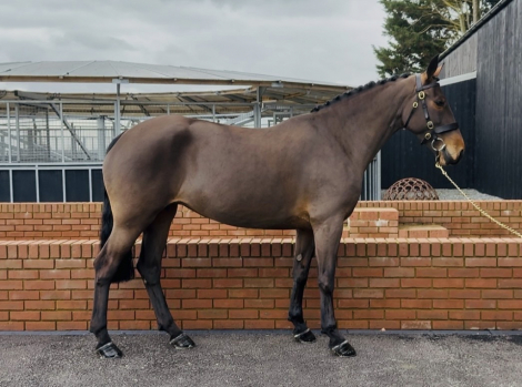 HorseID: 2310836 CLUAINTE PORTIA - PhotoID: 1095542