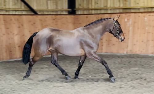 HorseID: 2310836 CLUAINTE PORTIA - PhotoID: 1095543