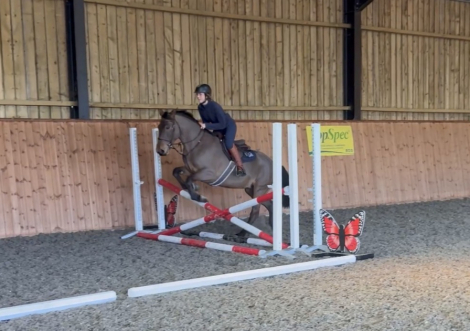 HorseID: 2310836 CLUAINTE PORTIA - PhotoID: 1095544