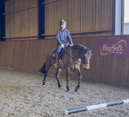 HorseID: 2310836 CLUAINTE PORTIA - PhotoID: 1095545