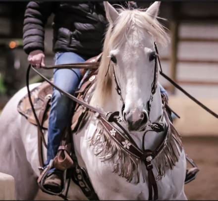 HorseID: 2310838 Bubbles High Brow - PhotoID: 1095548