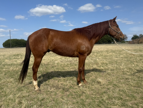 HorseID: 2310839 Days Of Thunderr - PhotoID: 1095553