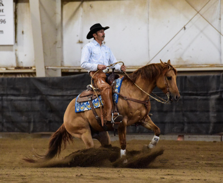 HorseID: 2310842 The Hollywood Whiz - PhotoID: 1095554