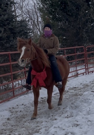 HorseID: 2310843 Miss Mabel Jane - PhotoID: 1095555