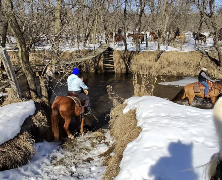 HorseID: 2310843 Miss Mabel Jane - PhotoID: 1095556