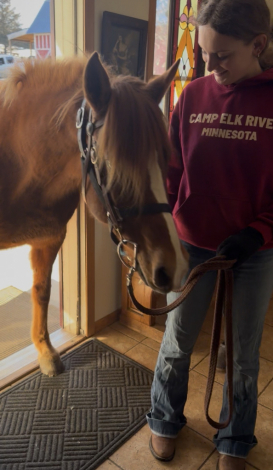 HorseID: 2310843 Miss Mabel Jane - PhotoID: 1095557