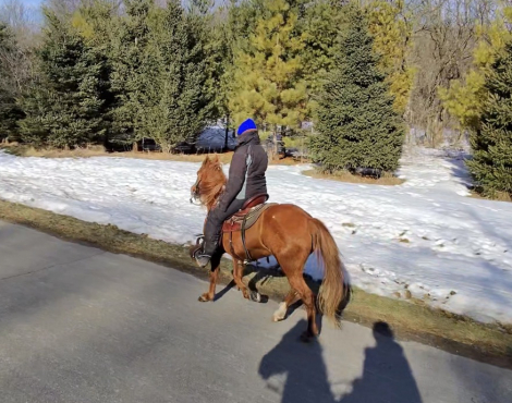 HorseID: 2310843 Miss Mabel Jane - PhotoID: 1095558