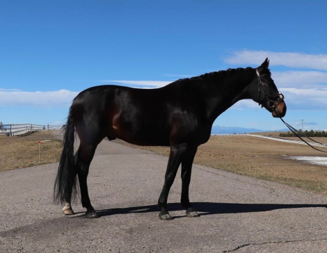 HorseID: 2310847 Royal - PhotoID: 1095559