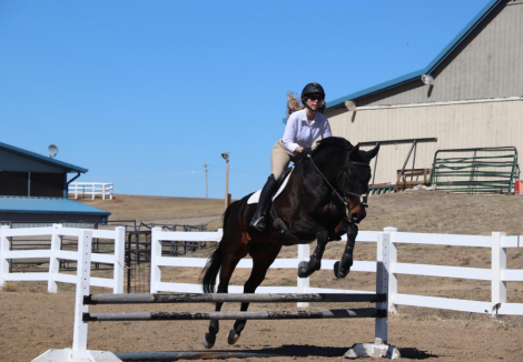 HorseID: 2310847 Royal - PhotoID: 1095560