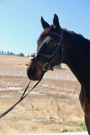 HorseID: 2310847 Royal - PhotoID: 1095561