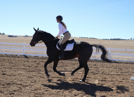 HorseID: 2310847 Royal - PhotoID: 1095562