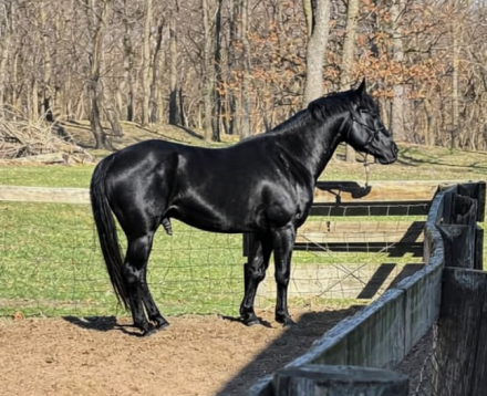 HorseID: 2310852 Mr Black Poco King - PhotoID: 1095567