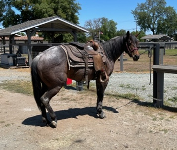 HorseID: 2310853 Blue Ellsbury - PhotoID: 1095568