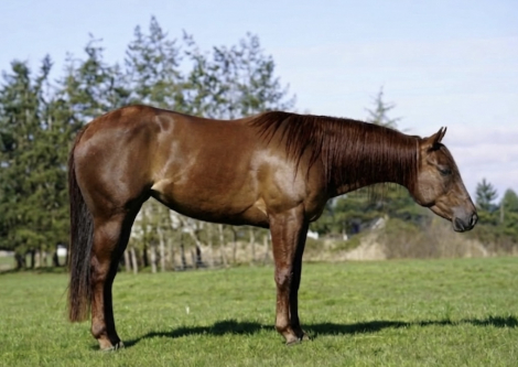 HorseID: 2310856 HIGH COLONEL CAT - PhotoID: 1095570