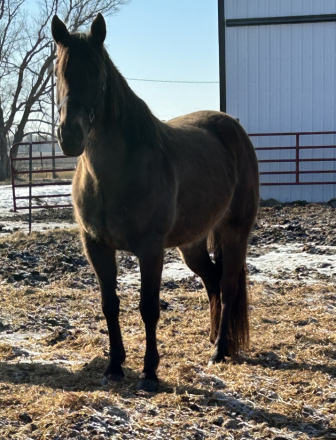 HorseID: 2310863 Beduinos Got Cash - PhotoID: 1095575