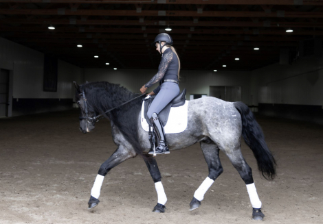 HorseID: 2310864 Ash - PhotoID: 1095577