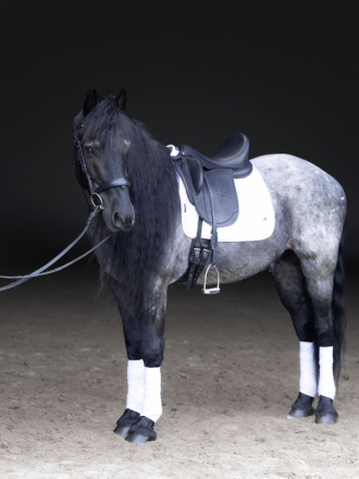 HorseID: 2310864 Ash - PhotoID: 1095578