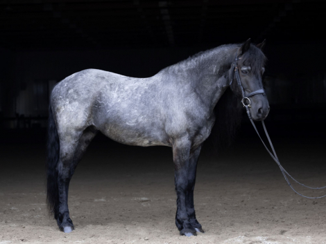 HorseID: 2310864 Ash - PhotoID: 1095579