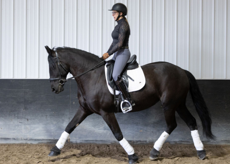 HorseID: 2310865 Super Nova - PhotoID: 1095580