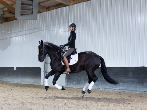 HorseID: 2310865 Super Nova - PhotoID: 1095581