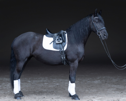 HorseID: 2310865 Super Nova - PhotoID: 1095582