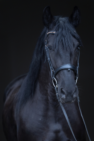 HorseID: 2310865 Super Nova - PhotoID: 1095583