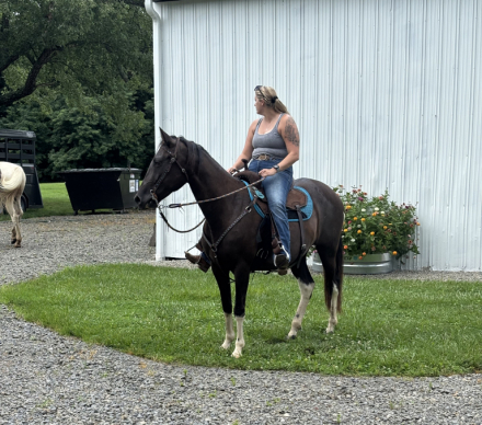 HorseID: 2310868 Tipper - PhotoID: 1095585