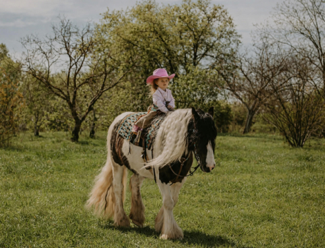 HorseID: 2310871 Winston - PhotoID: 1095587